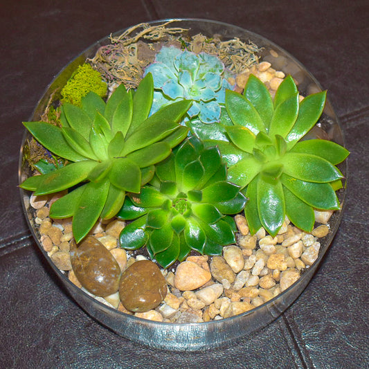 How To Build Your Own Terrarium!