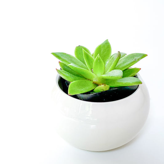 A Guide to Succulents