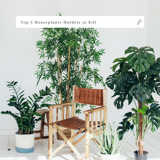 Top 5 Houseplants Hardest to Kill