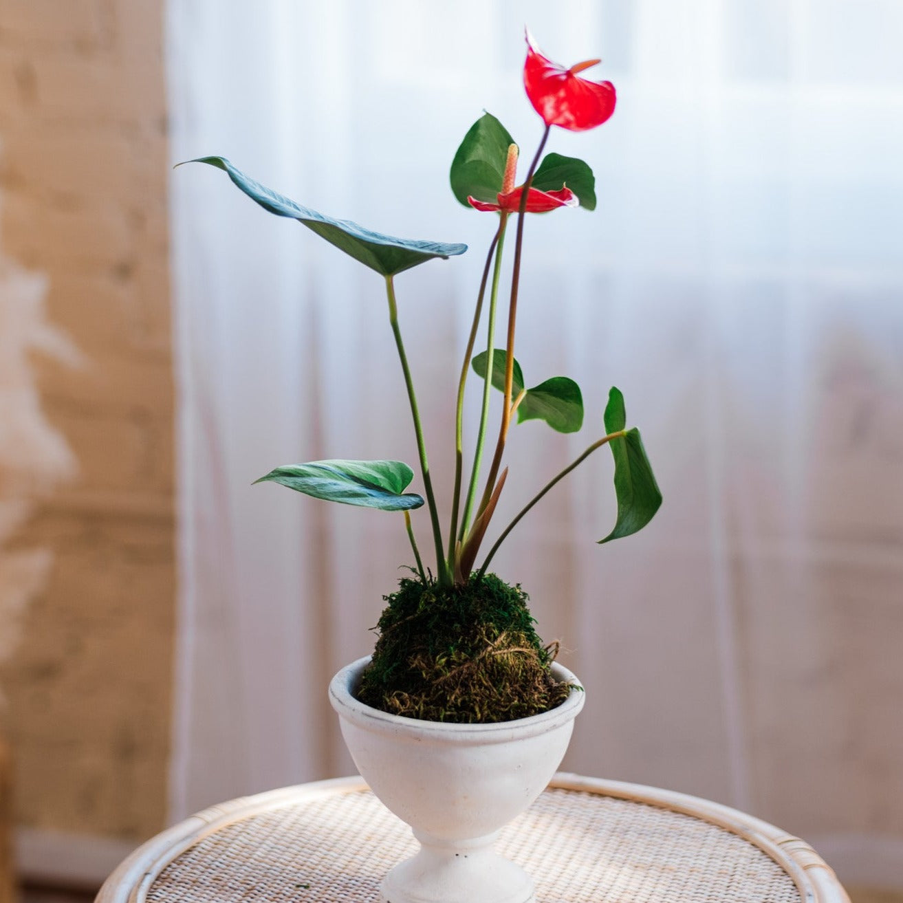 kokedama indoor plants Kokedama Workshop (Private Party)
