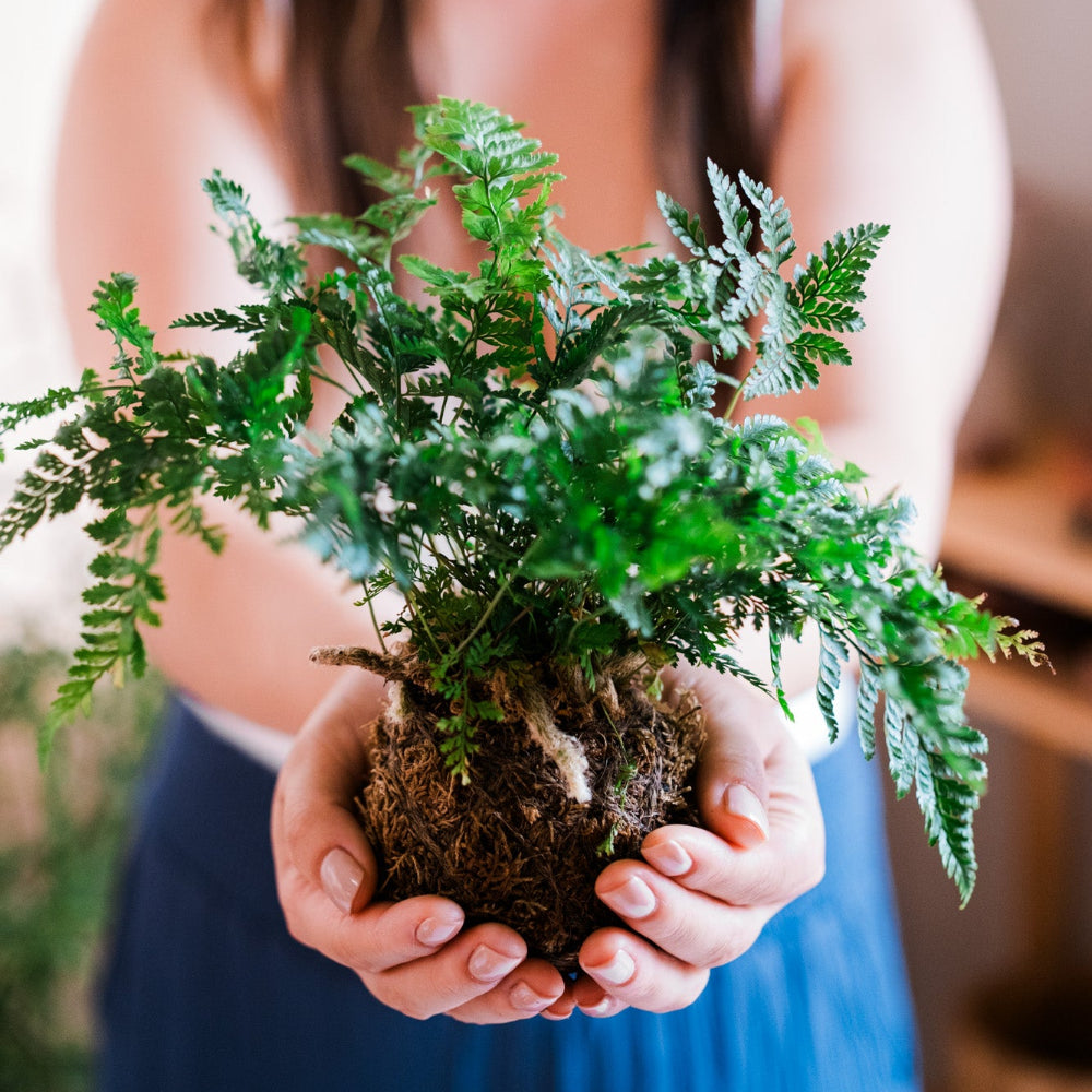 Discover the Art of Kokedama: Japanese 'Moss Ball' Workshop