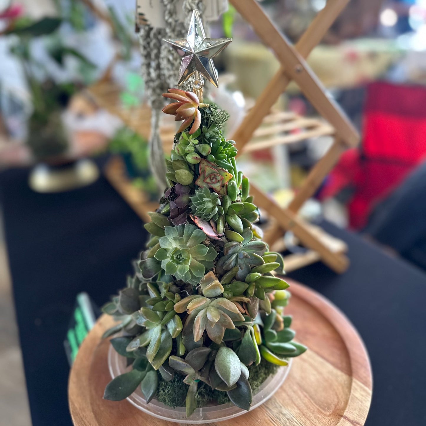 Succulent Holiday Tree, 7-8" (PRE-ORDER)