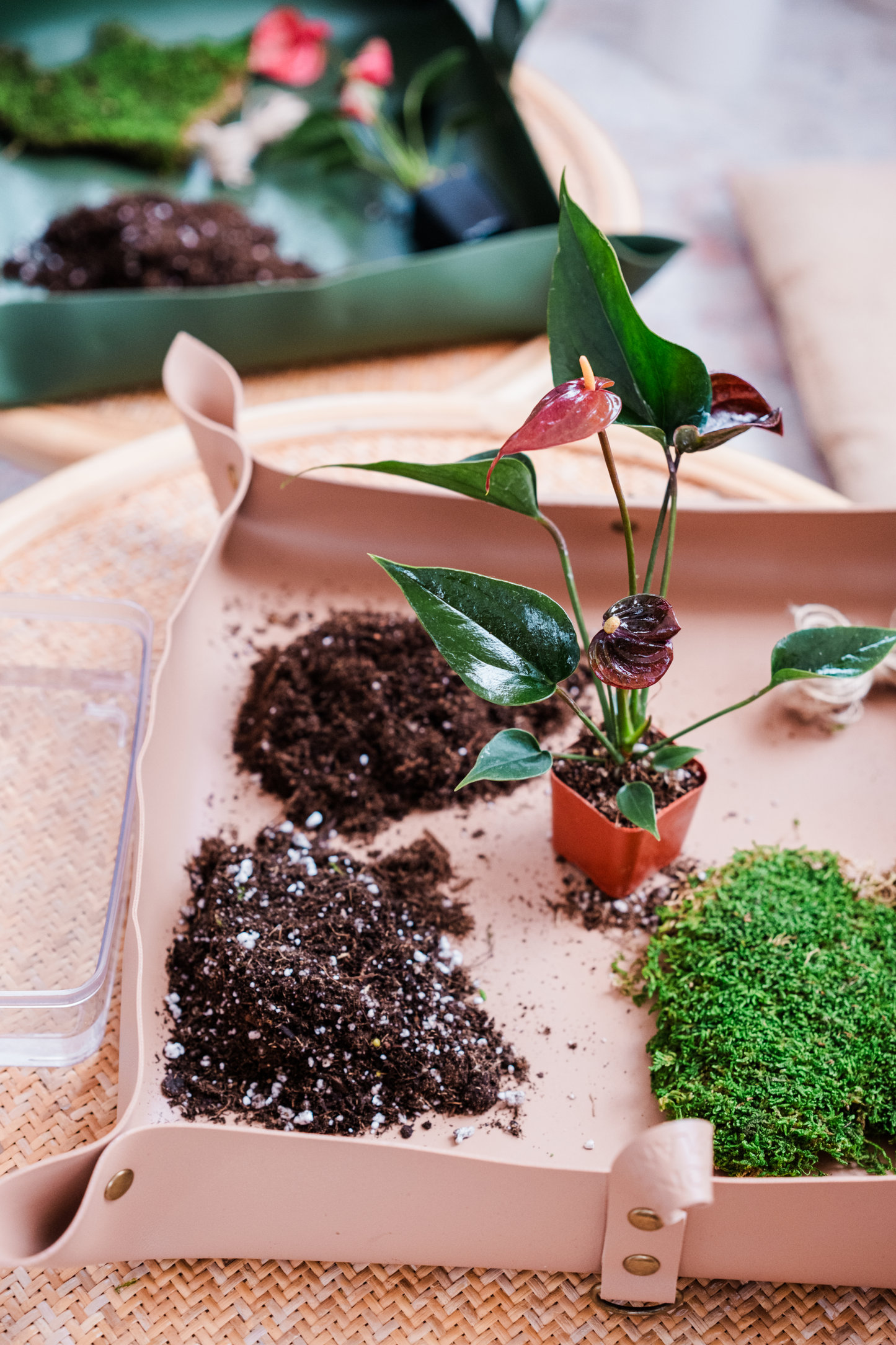 Discover the Art of Kokedama: Japanese 'Moss Ball' Workshop