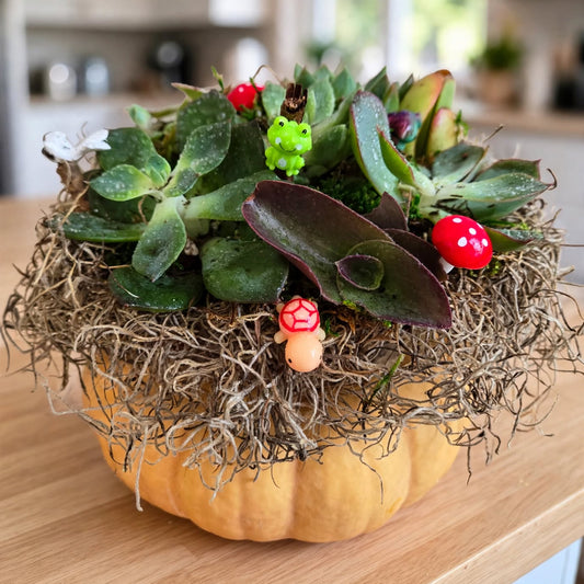 Festive Pumpkin Succulent Arrangement Workshop