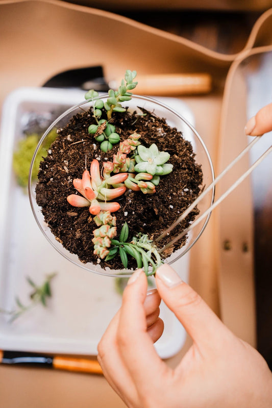 Succulent Martini Glass Workshop (Private Party)