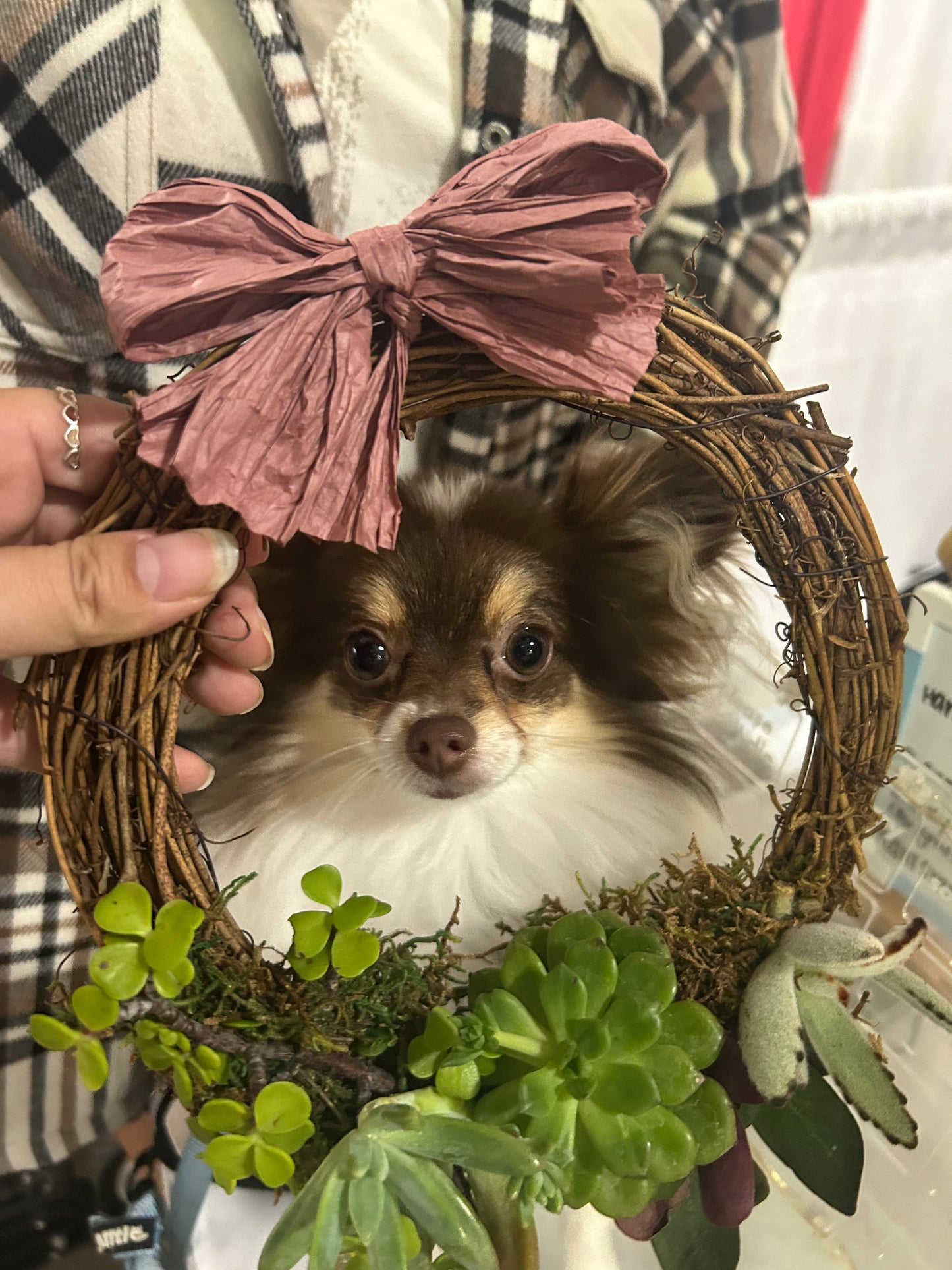 Succulent Wreath Workshop (Private Party)