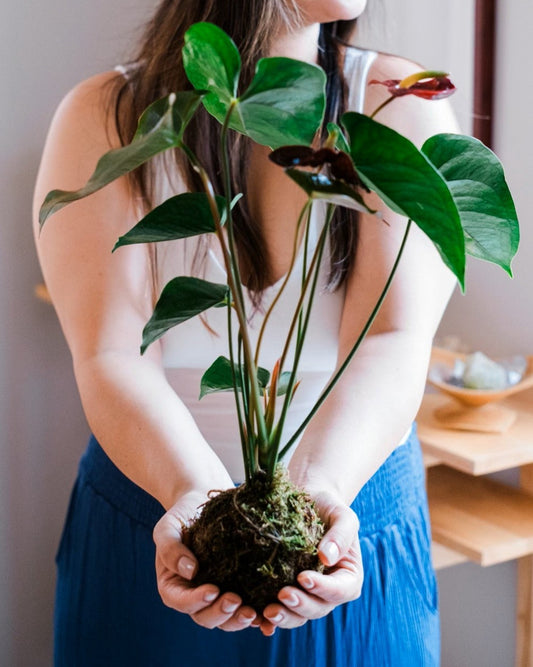 Discover the Art of Kokedama: Japanese 'Moss Ball' Workshop