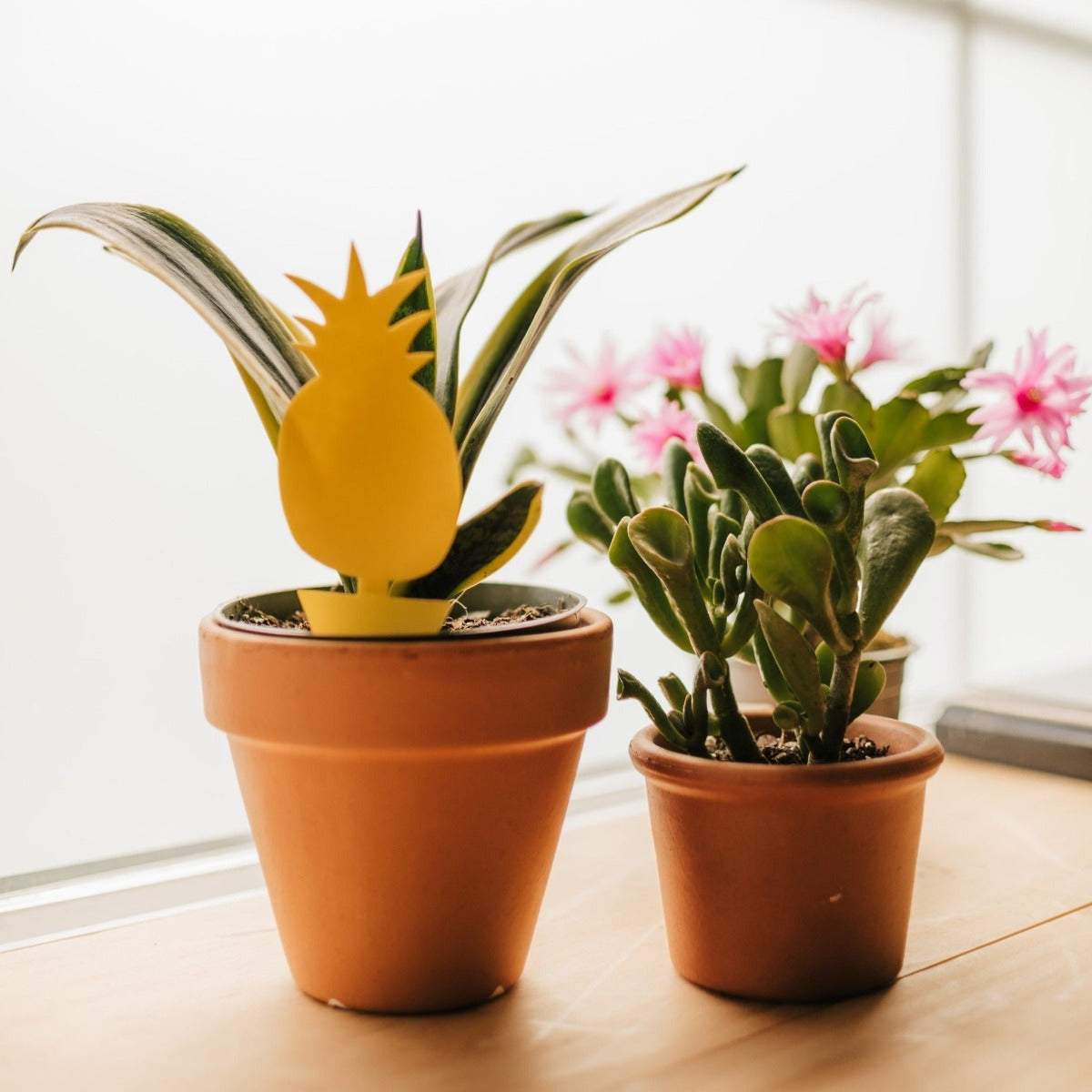 sticky traps for indoor plants Pineapple Sticky Traps, Set of 10