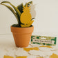 stick trap, fly trap, gnat trap, sticky gnat trap, plant accessories, plant tools