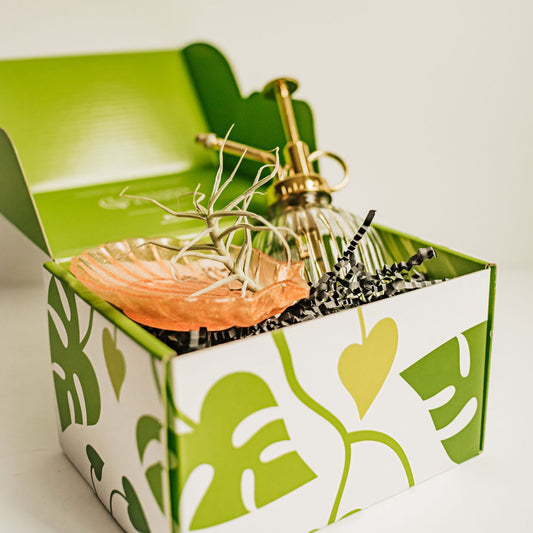 Air Plant & Plant Mister Gift Box