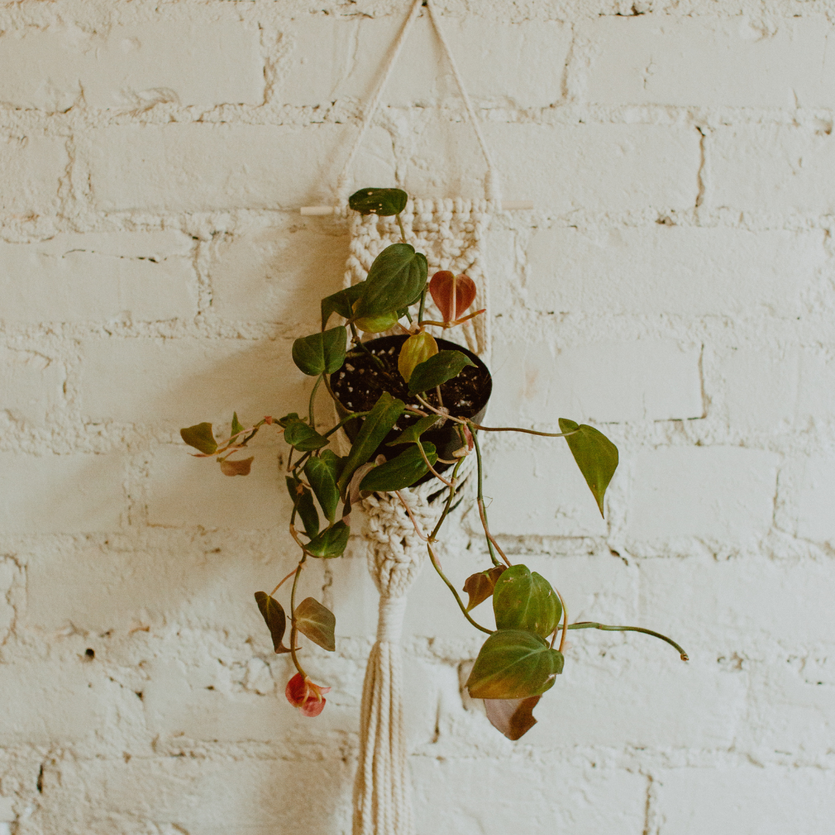 brick plant hanger Macrame Hanger, Wooden Bar Holder Yellow