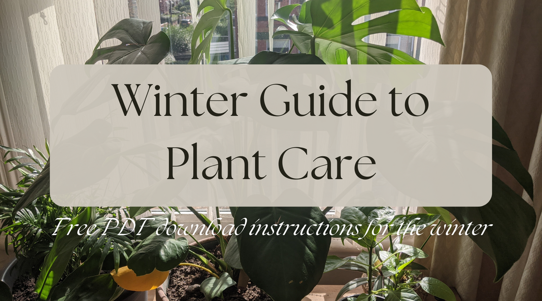 Winter Guide to Plant Care