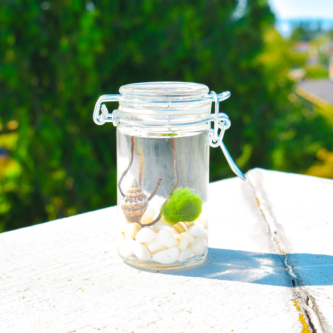 What are Marimo Moss Balls?