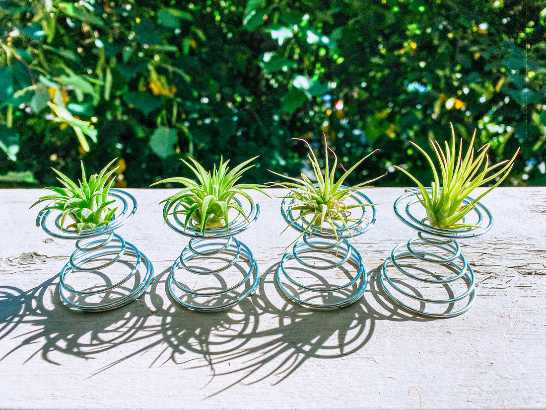 Air Plant Care