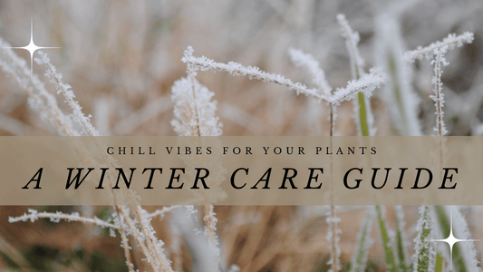 Chill Vibes for Your Plants: A Winter Care Guide!