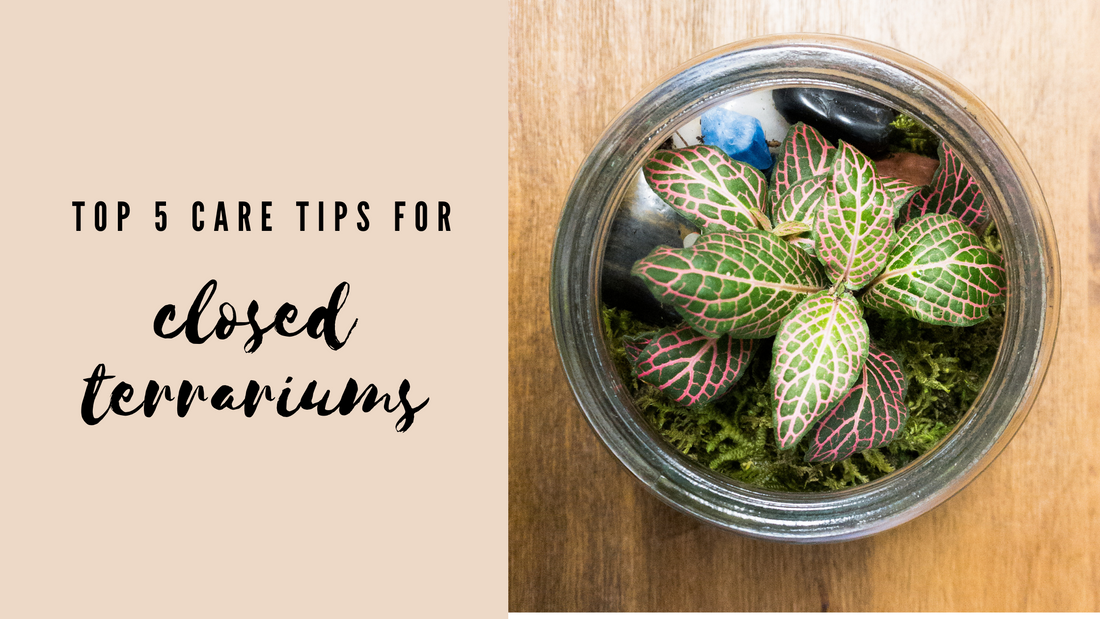 Top 5 Care Tips for Closed Terrariums