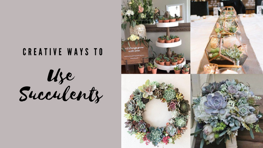Creative Ways to Use Succulents