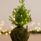 🎄Kokedama Christmas Tree Workshop in Hawai‘i🎄