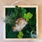 Moss wall art with a wooden frame on a wooden surface