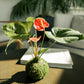 A kokedama anthurium plant with bright orange-red flowers and green leaves, arranged in a moss ball on a wooden table in a sunlit room with blurred plants and furniture in the background.