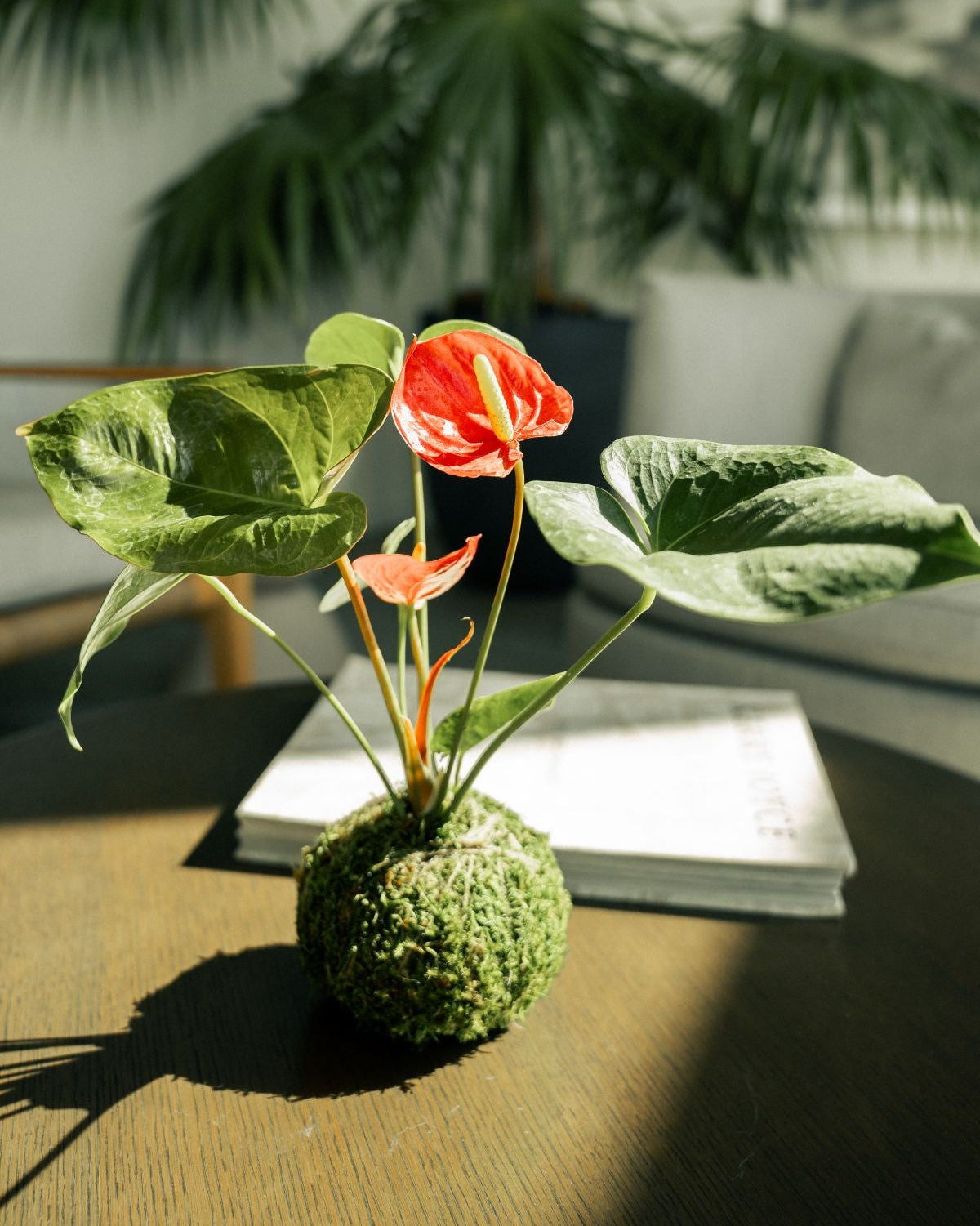 A kokedama anthurium plant with bright orange-red flowers and green leaves, arranged in a moss ball on a wooden table in a sunlit room with blurred plants and furniture in the background.