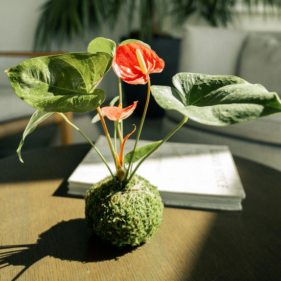 A kokedama anthurium plant with bright orange-red flowers and green leaves, arranged in a moss ball on a wooden table in a sunlit room with blurred plants and furniture in the background.