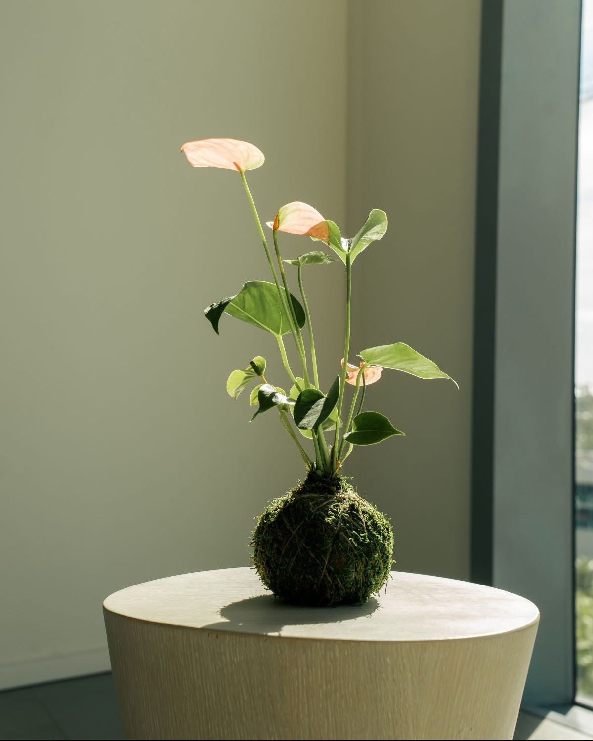 A small kokedama anthurium plant with pale pink flowers and green leaves, growing in a moss-covered pot, displayed on a round light wood pedestal in a softly lit interior setting.