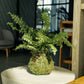 A green fern in a kokedama displayed on a round white side table in a modern indoor setting.