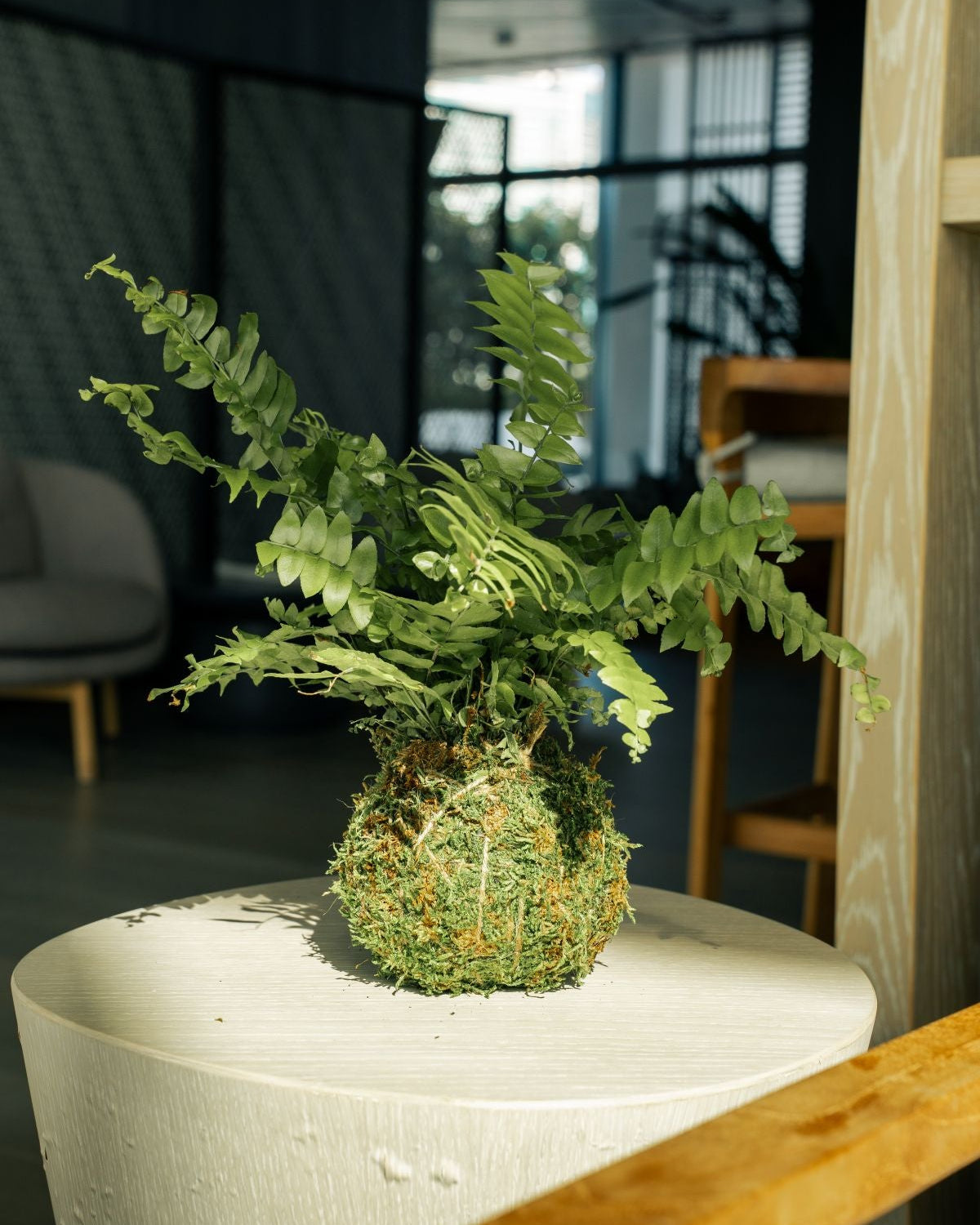 A green fern in a kokedama displayed on a round white side table in a modern indoor setting.