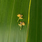 Two small gold flower-shaped earrings with green and blue accents resting on a large green leaf.