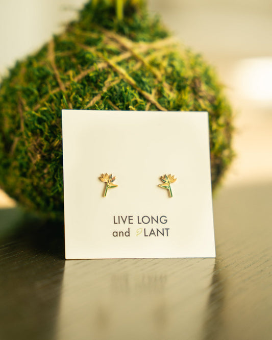 A pair of small gold flower stud earrings displayed on a white card that reads 'LIVE LONG and PLANT', set against a blurred green moss ball and tabletop background.