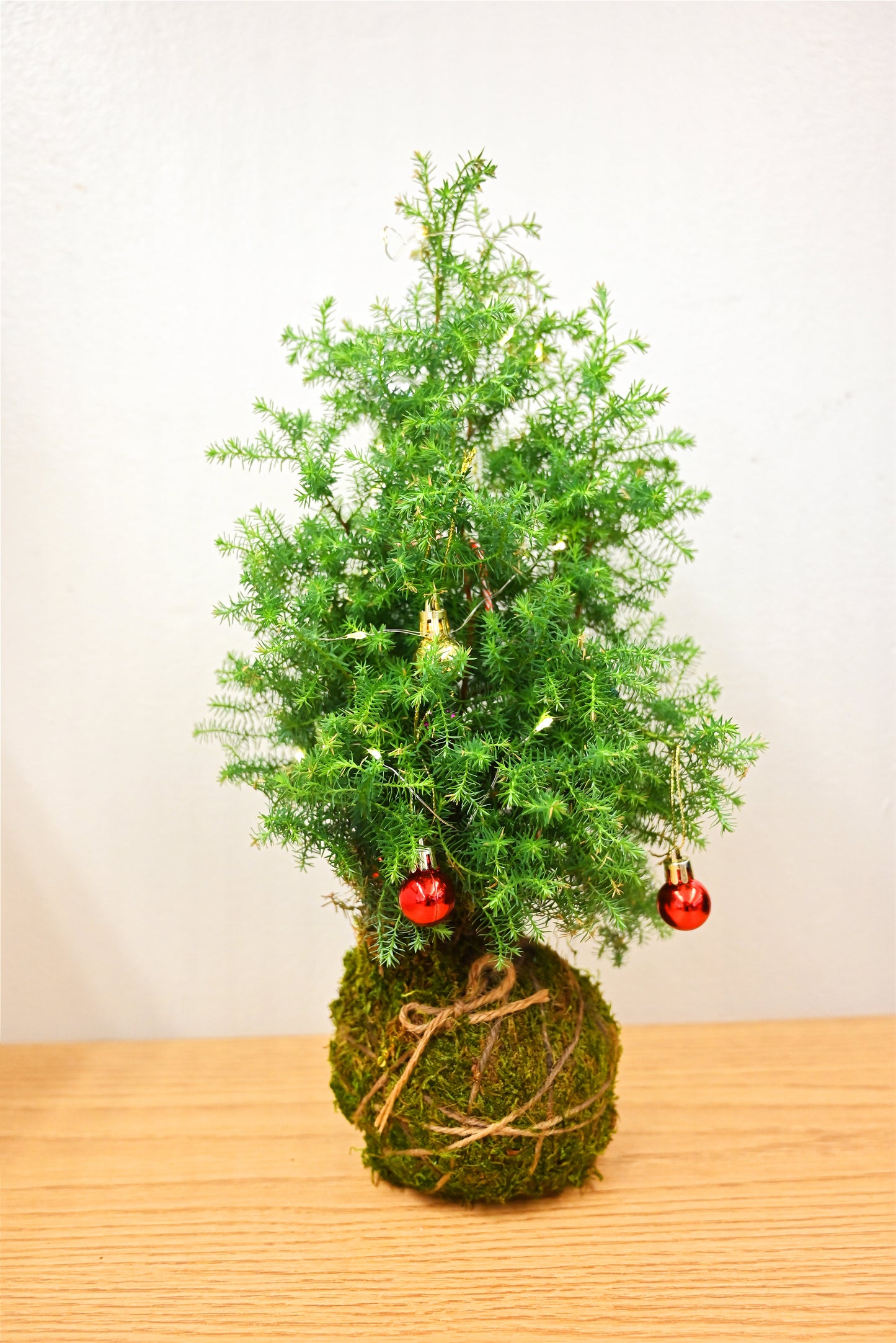 🎄Kokedama Christmas Tree Workshop in Hawai‘i🎄