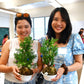 🎄Kokedama Christmas Tree Workshop in Hawai‘i🎄