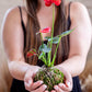 Kokedama Arrangement (PRE-ORDER!)