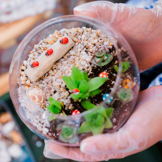 Succulent Terrarium Workshop (Private Party)