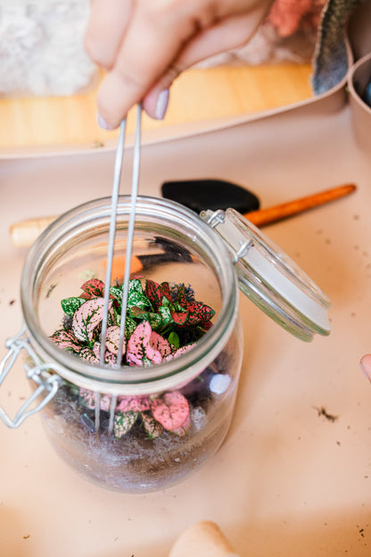 Bring Your Own Bottle (BYOB) | 6th Anniversary Closed Terrarium Workshop! 🪴✨