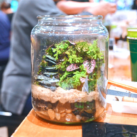 terrarium plants live Living Moss & House Plant Terrarium Workshop – Live Long And Plant