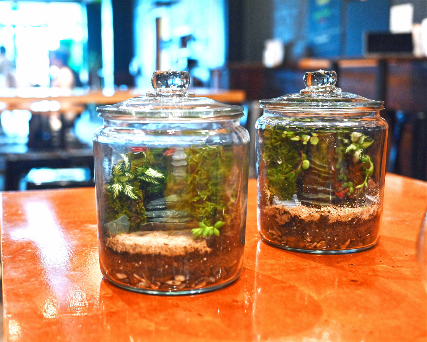 Two glass jars with plants on a wooden table in a blurred indoor setting