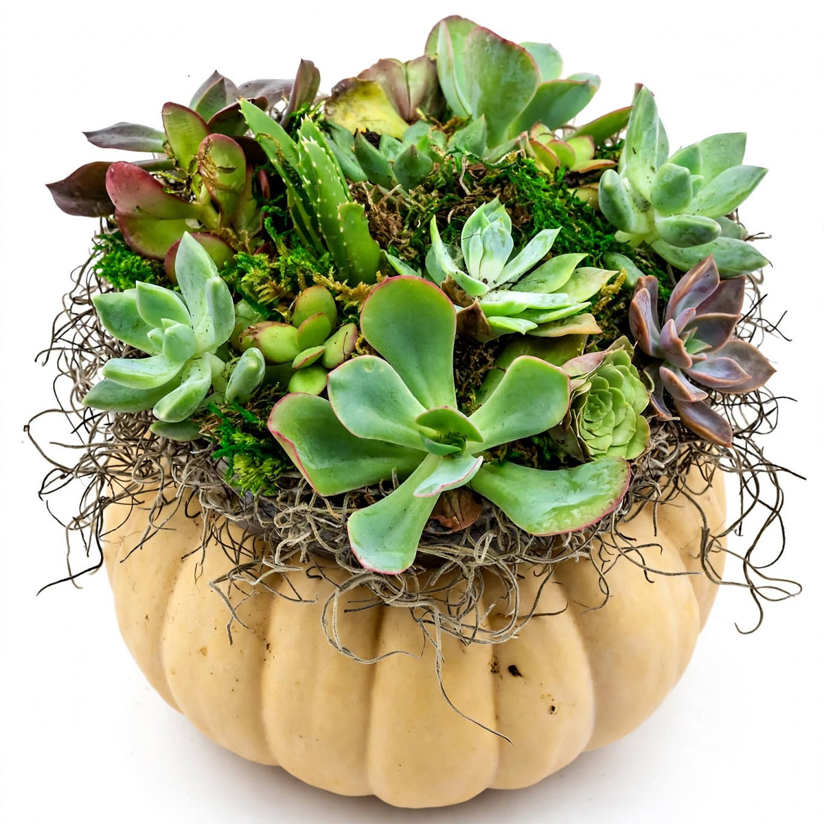 A decorative succulent arrangement in a small beige pumpkin-shaped planter, photographed on a clean white background.