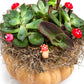 A miniature fairy garden planter in a small orange pumpkin, filled with green succulents, brown shredded moss, and whimsical tiny decorations including red and white mushrooms, a green frog, and a small peach creature, set against a plain white background.