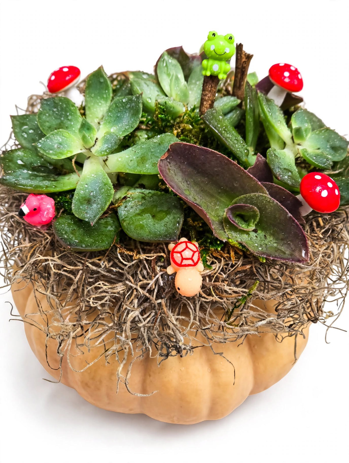 A miniature fairy garden planter in a small orange pumpkin, filled with green succulents, brown shredded moss, and whimsical tiny decorations including red and white mushrooms, a green frog, and a small peach creature, set against a plain white background.