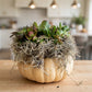 Festive Pumpkin Succulent Arrangement Workshop