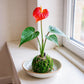 Kokedama Arrangement (PRE-ORDER!)
