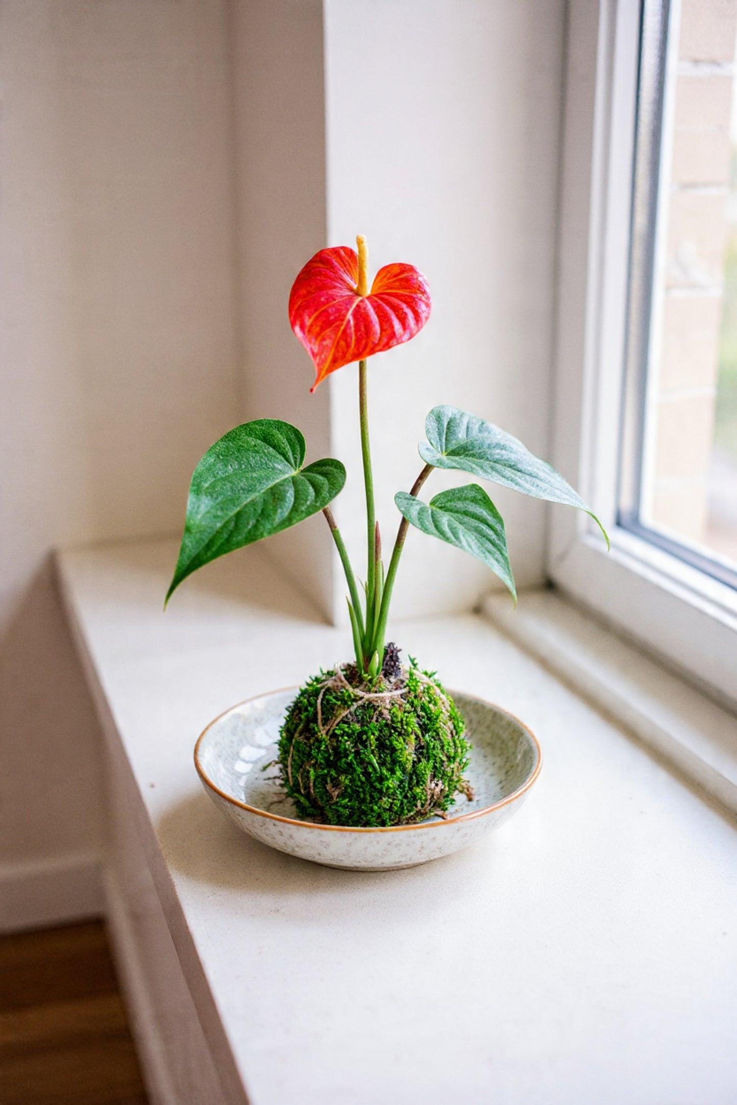 Kokedama Arrangement (PRE-ORDER!)