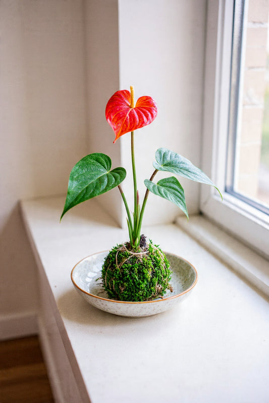 Kokedama Arrangement (PRE-ORDER!)