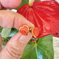Heart-shaped earrings held in front of a red flower with green leaves.