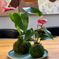 kokedama workshop with anthurium