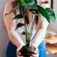Discover the Art of Kokedama: Japanese 'Moss Ball' Workshop