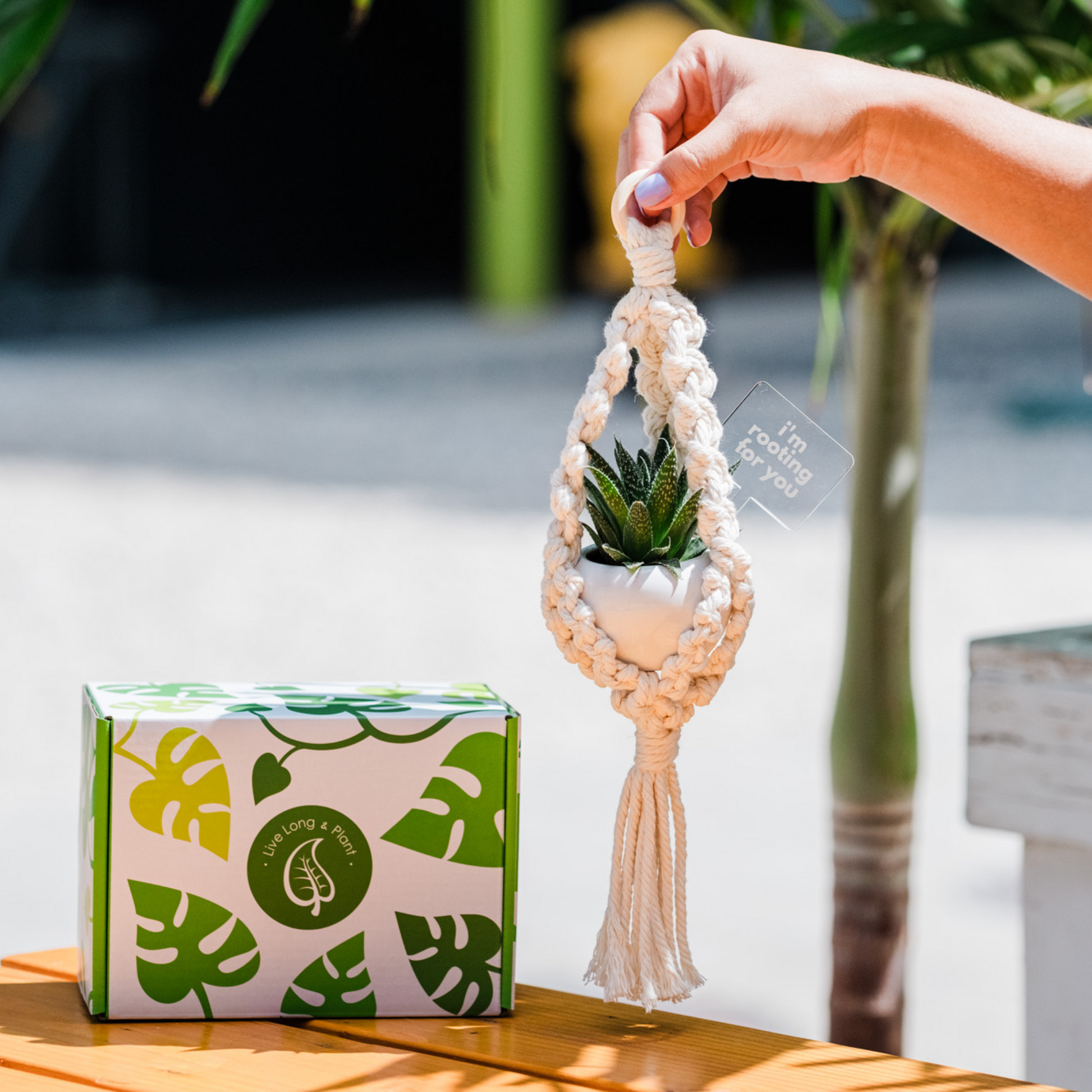 plant box hanger Macrame Hanger Succulent Gift Box Drown That Hoe