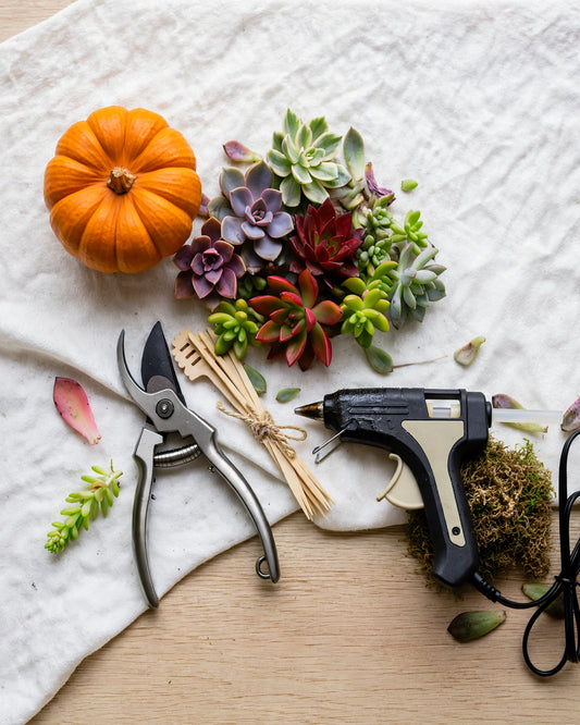 Festive Pumpkin Succulent Arrangement Workshop